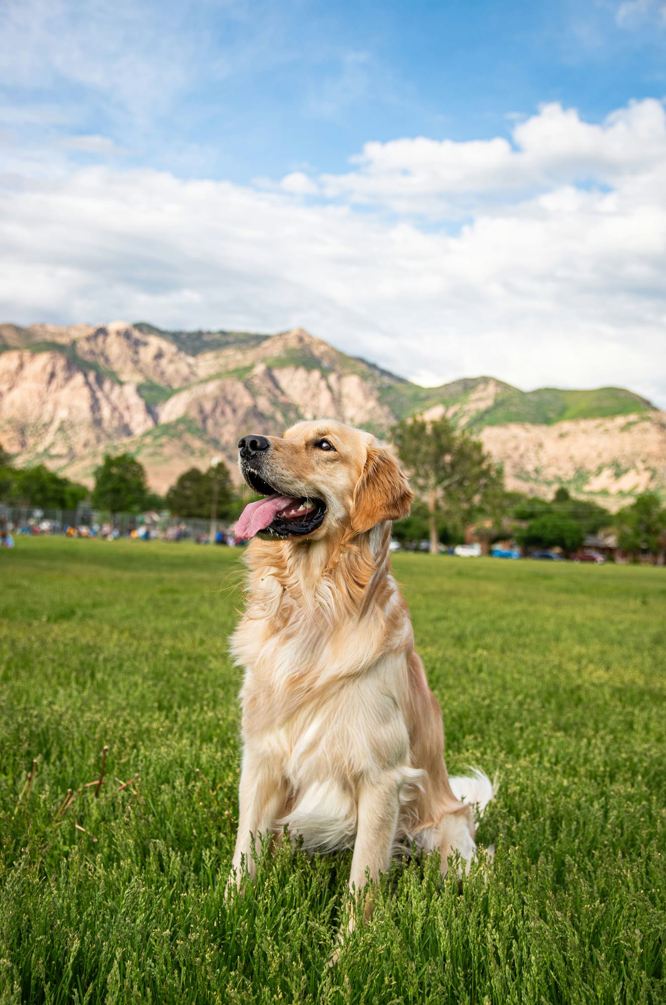 Barney sitting in a green field under a blue sky