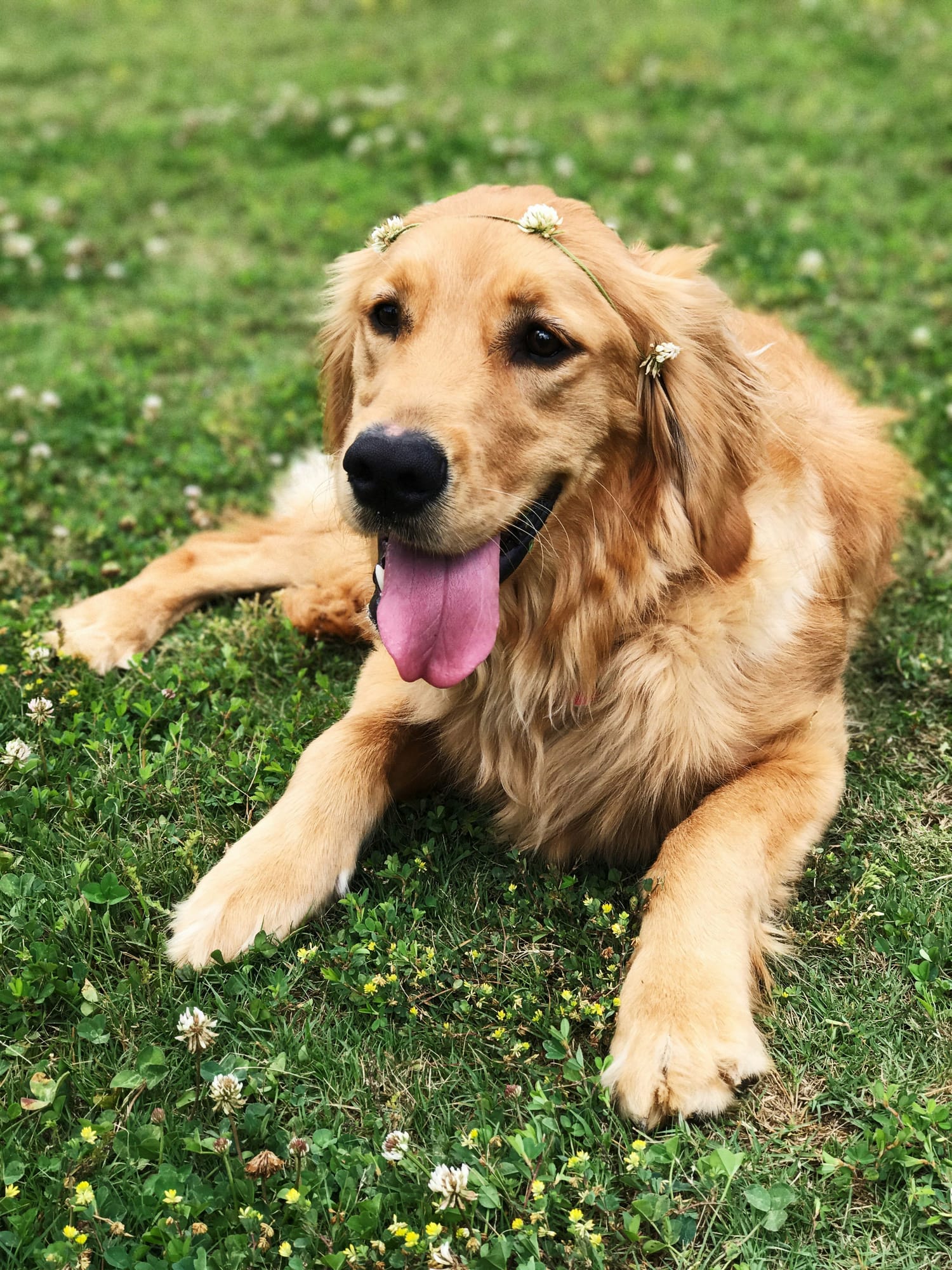 Barney lying in the grass with a clover crown